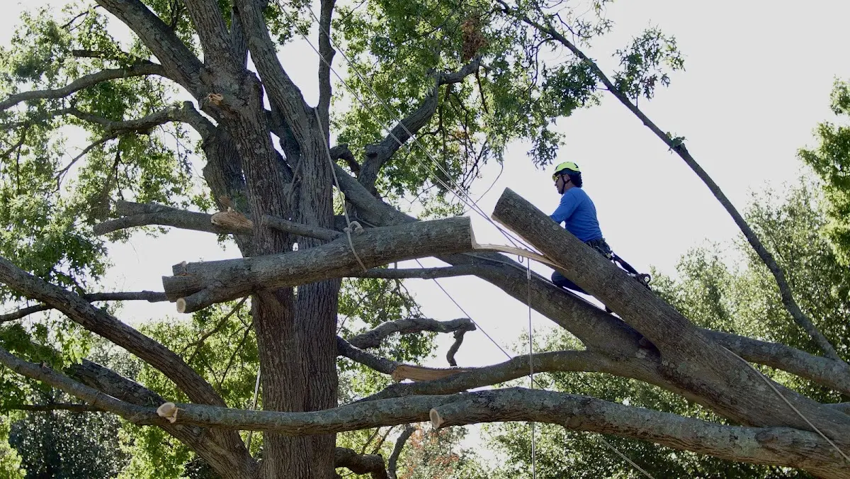 Professional Hazardous Tree Removal performed by certified arborists in Farmingdale