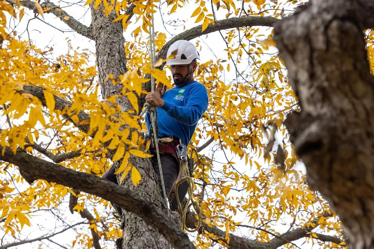 Skilled Tree Planting crew working in Farmingdale